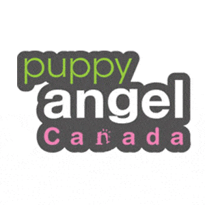 Puppy Angel