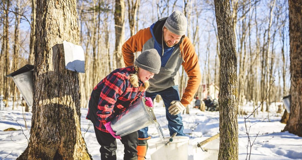 Une jeune fille recueille l'eau d'érable dans une érablière par un beau jour de printemps, en compagnie de son père.