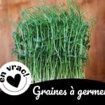 graines à germer