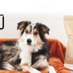 chien