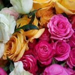 fleurs