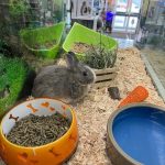 lapin