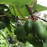 Les jardins gourmands