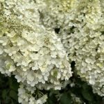 Les jardins gourmands