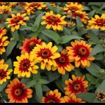 fleurs