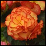 fleurs