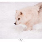 parc omega