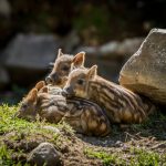 parc omega